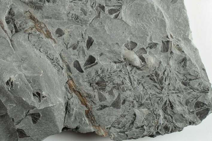 7.1" Pennsylvanian Fossil Horsetail (Annularia) Plate - Kentucky